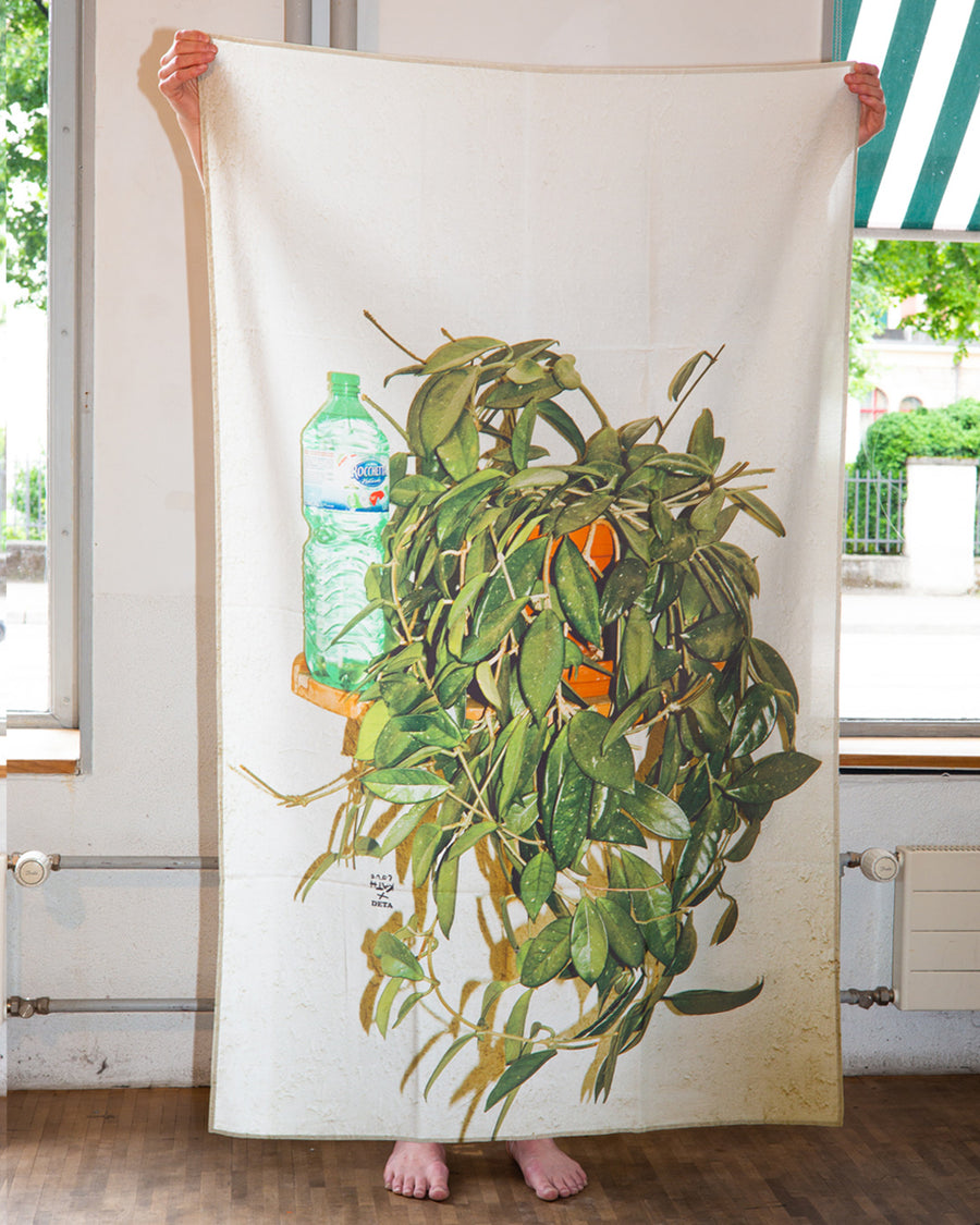 Summer Scarf House Plant